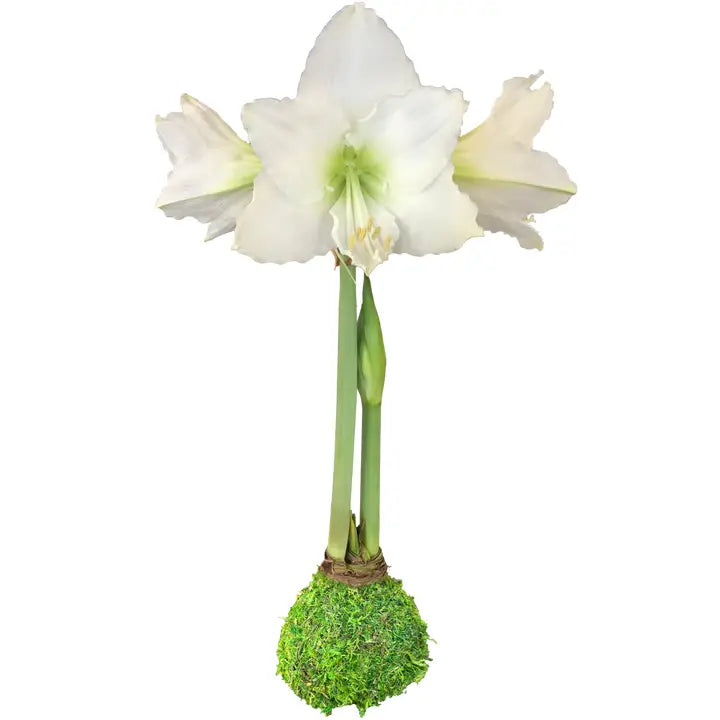 White Amaryllis Moss Covered Bulb