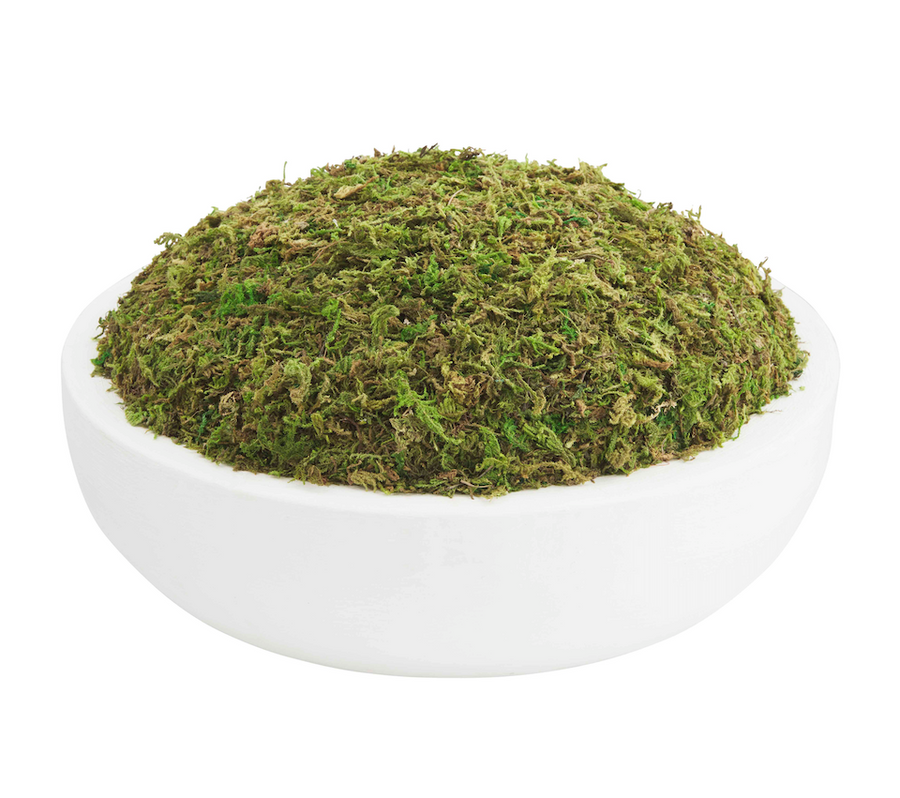 Preserved Moss White Paulowina Bowl - Bloom and Petal