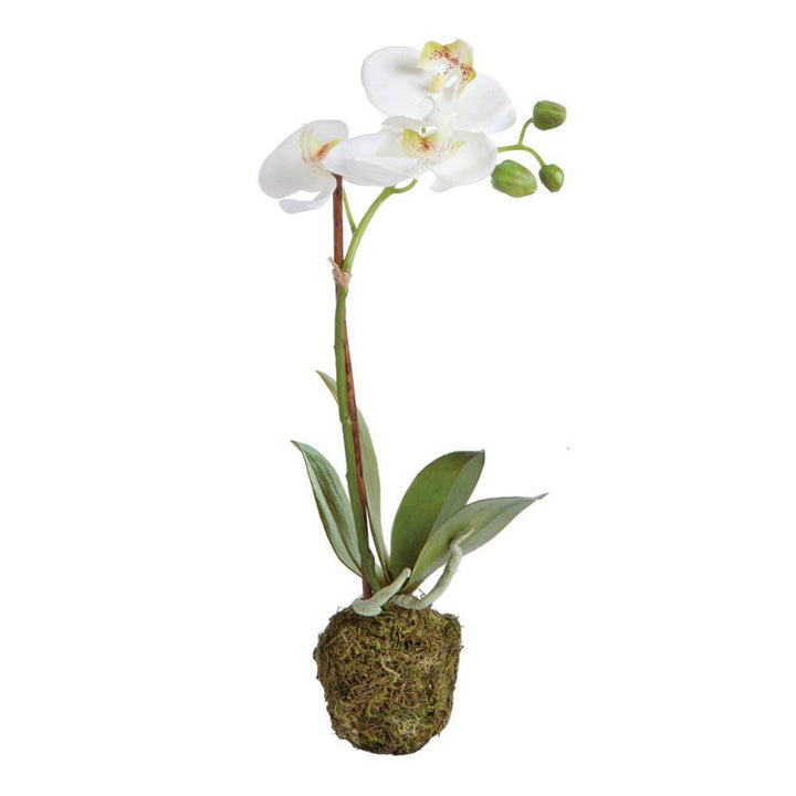 15" Phalaenopsis Orchid Drop-In