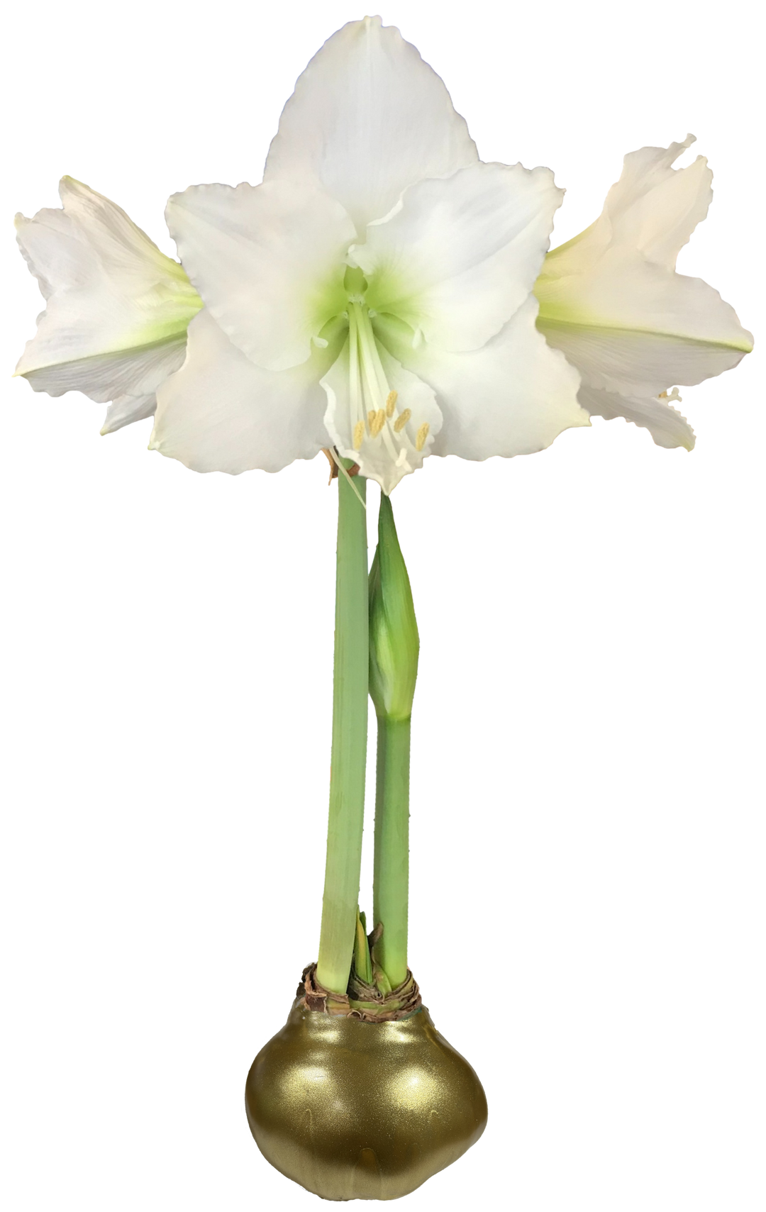 White Amaryllis Gold Bulb