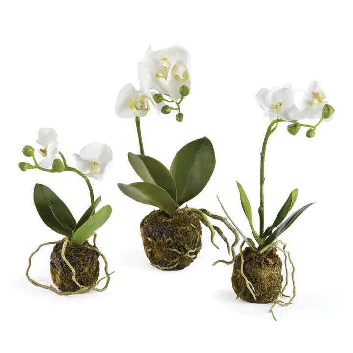 Phalaenopsis Orchid Drop-Ins- Sold Individually