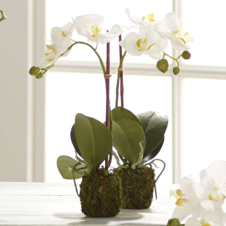 15" Phalaenopsis Orchid Drop-In