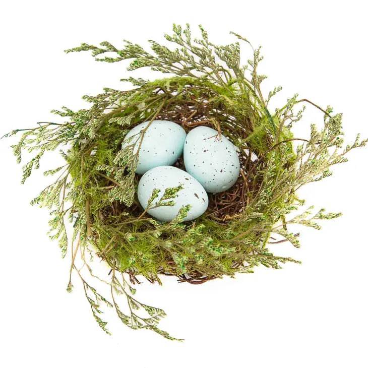 Robin Eggs Nest with Eggs