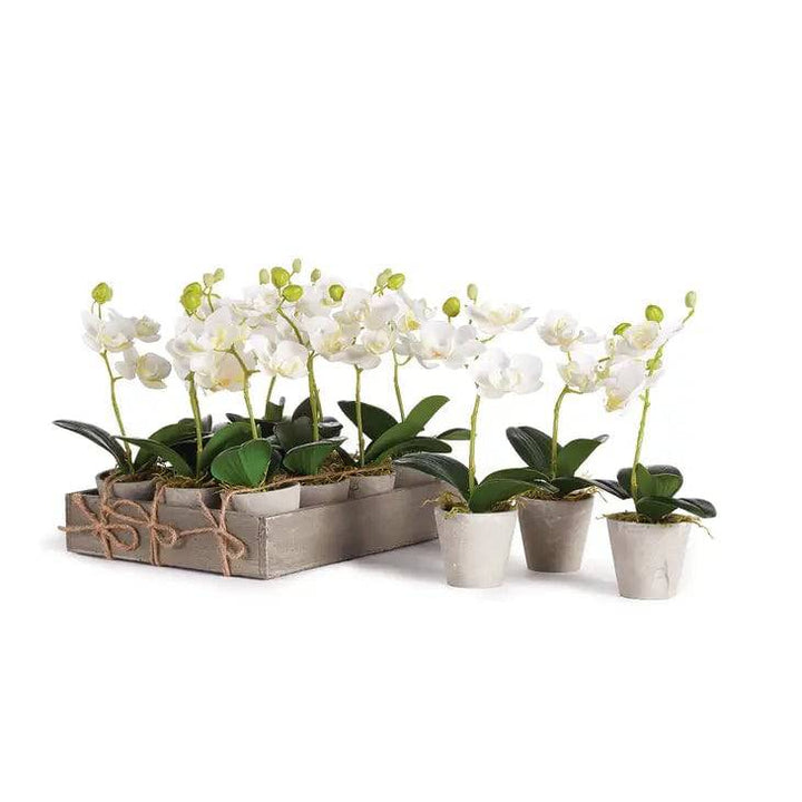 Mini Phalaenopsis 9" Potted Orchids - Sold Individually