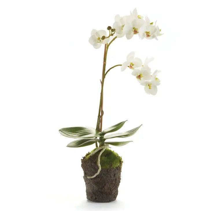 17" Phalaenopsis Orchid Drop-In