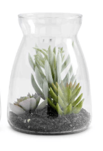 Succulents In Glass Jars (2 Styles)