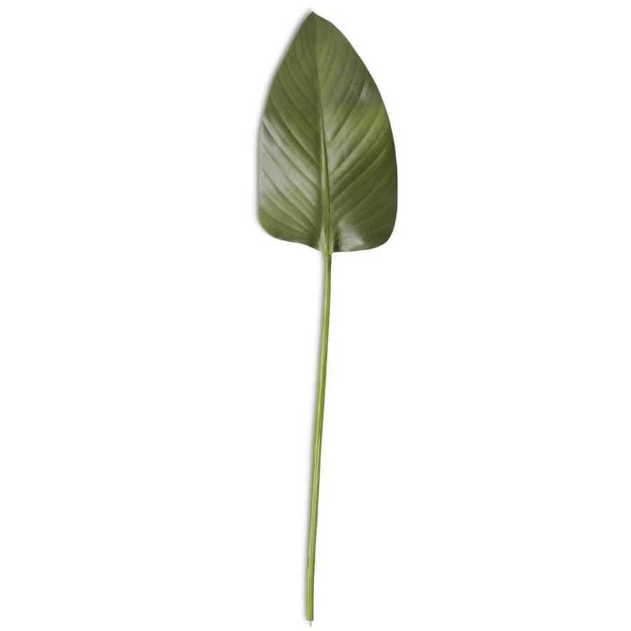 Rubber Fig Leaf Stem