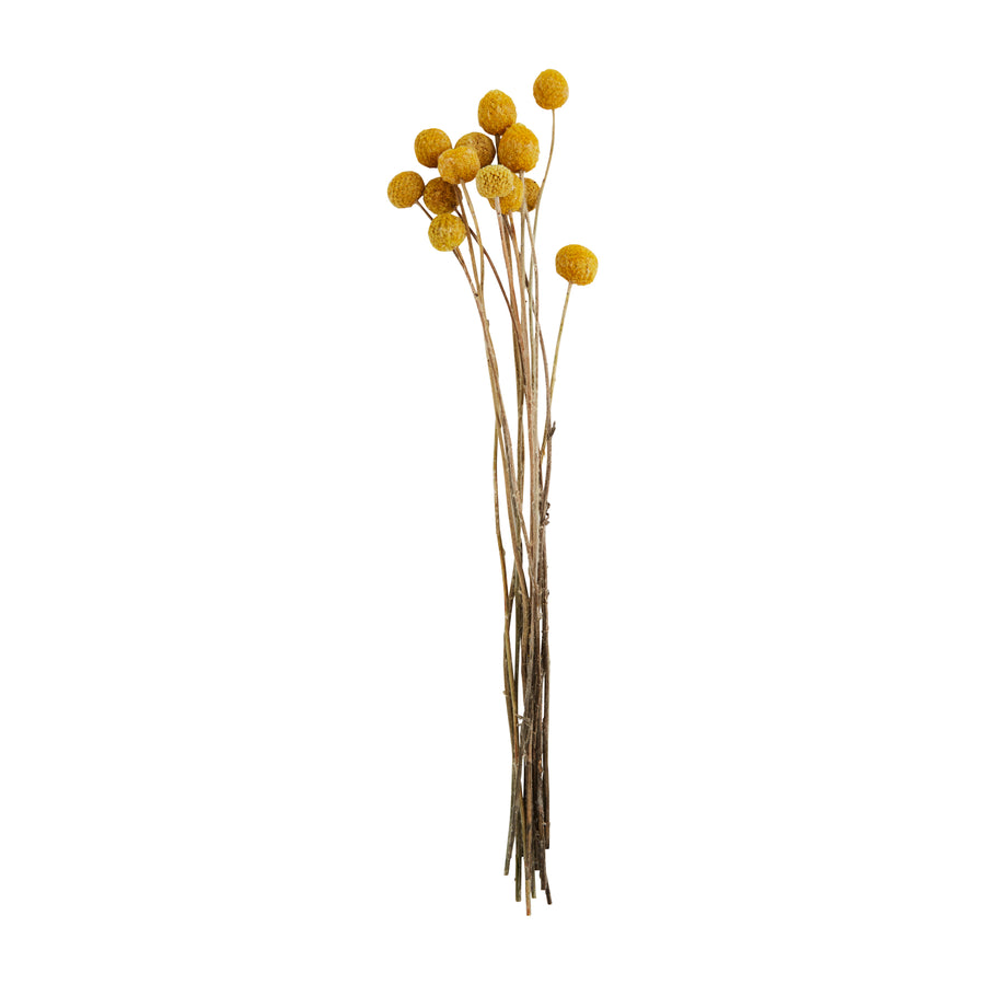 Dried Billy Buttons - Bloom and Petal