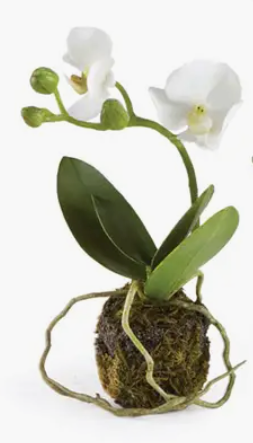 Phalaenopsis Orchid Drop-Ins, 2 different sizes - Bloom and Petal