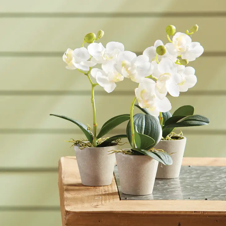 Mini Phalaenopsis 9" Potted Orchids - Sold Individually