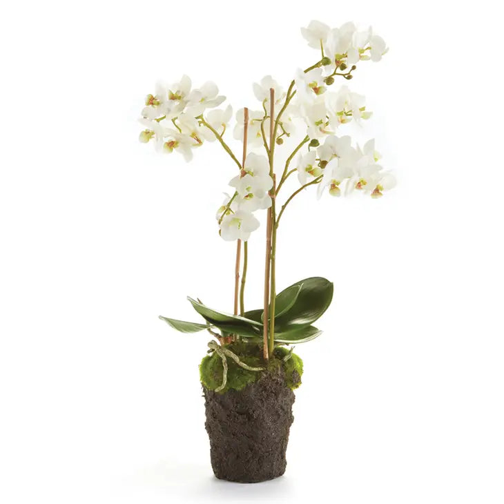 20" Phalaenopsis Orchid Drop-In - Bloom and Petal