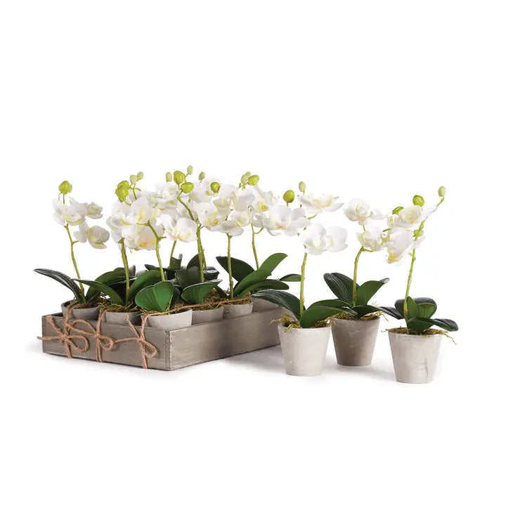 Mini Phalaenopsis 9" Potted Orchids - Sold Individually - Bloom and Petal