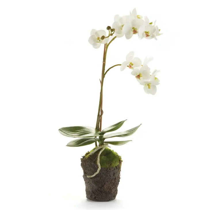 Phalaenopsis Orchid Drop-In 17"-White - Bloom and Petal