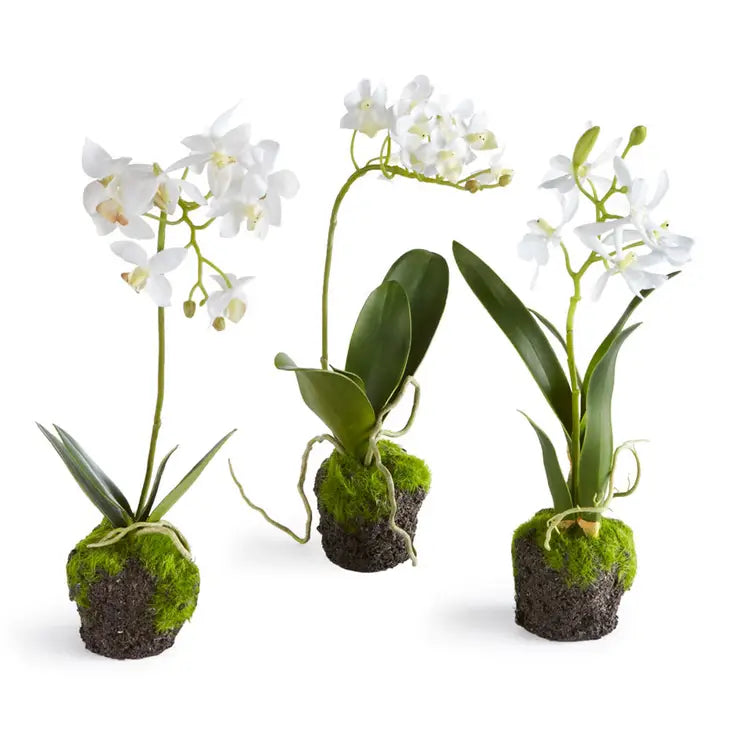 Phalaenopsis Orchid Drop-Ins, 2 different sizes - Bloom and Petal