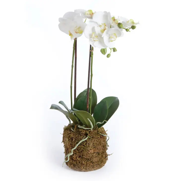 23" Phalaenopsis Orchid Mini Garden Drop - Bloom and Petal